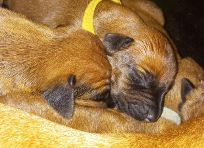 Rhodéský ridgeback