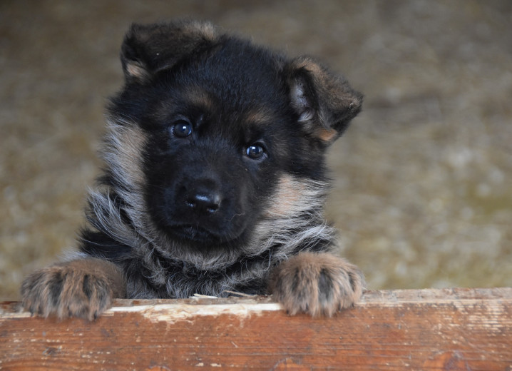Německý ovčák štěňata - Rokycany