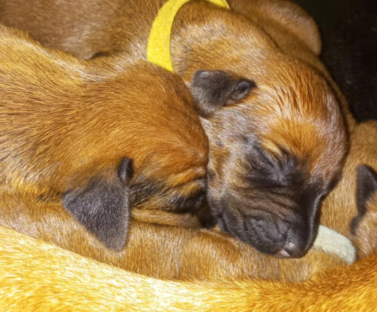 Rhodéský ridgeback