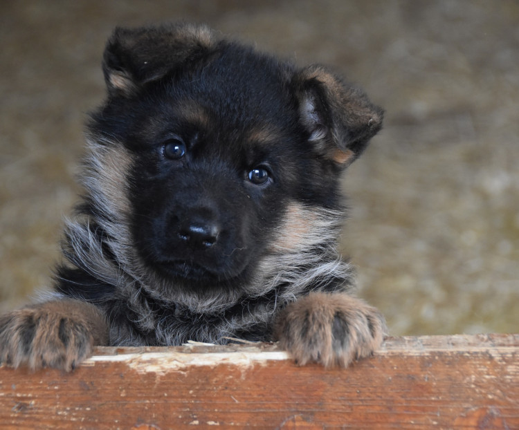 Německý ovčák štěňata - Rokycany