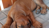 Rhodéský ridgeback