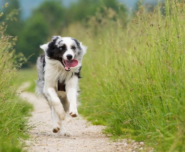 Co může ohrozit vašeho psího parťáka v létě aneb příroda útočí
