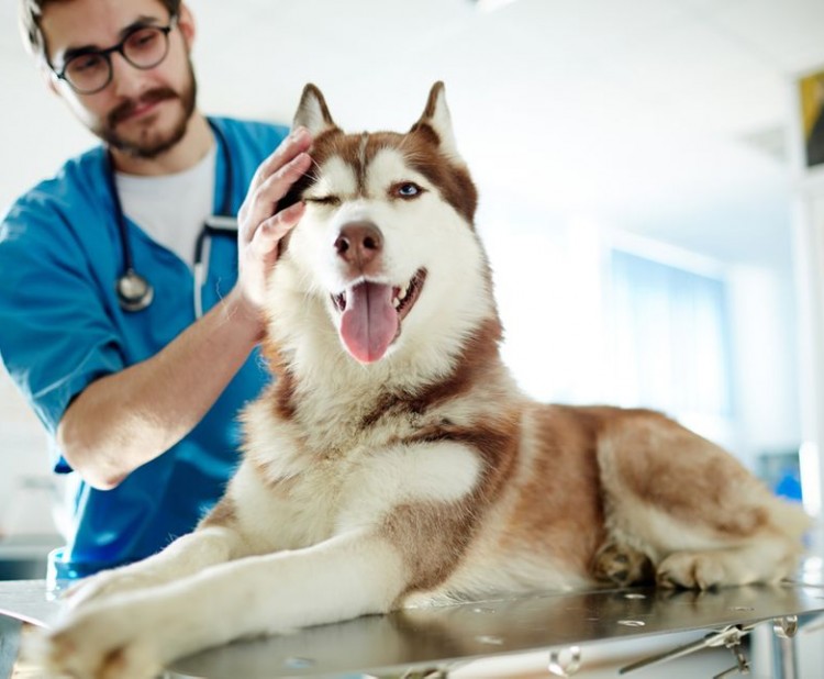 Existuje prevence torze žaludku u psů?