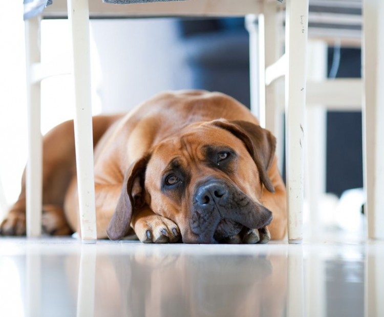 Jak se diagnostikuje a léčí torze žaludku u psa?