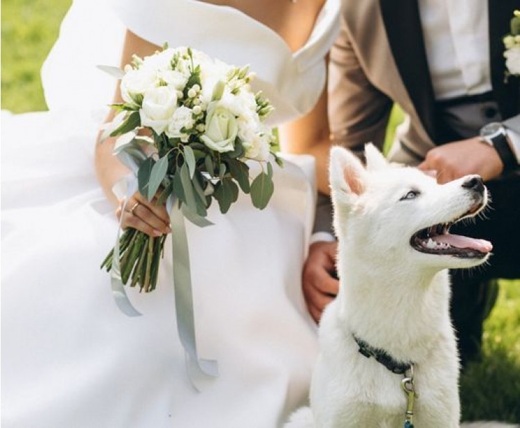 Jak začlenit mazlíčka do vlastní svatby