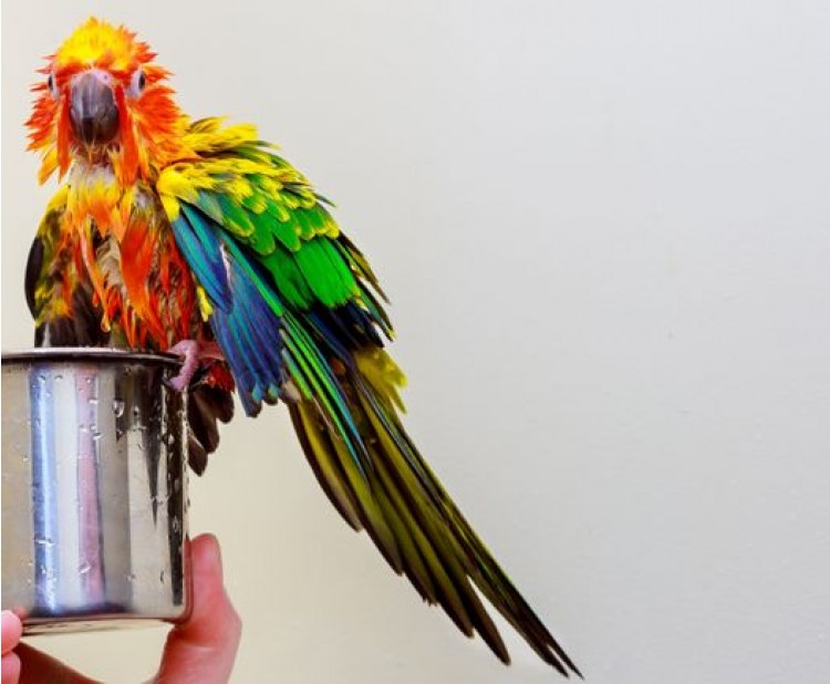 Pohybová aktivita papoušků