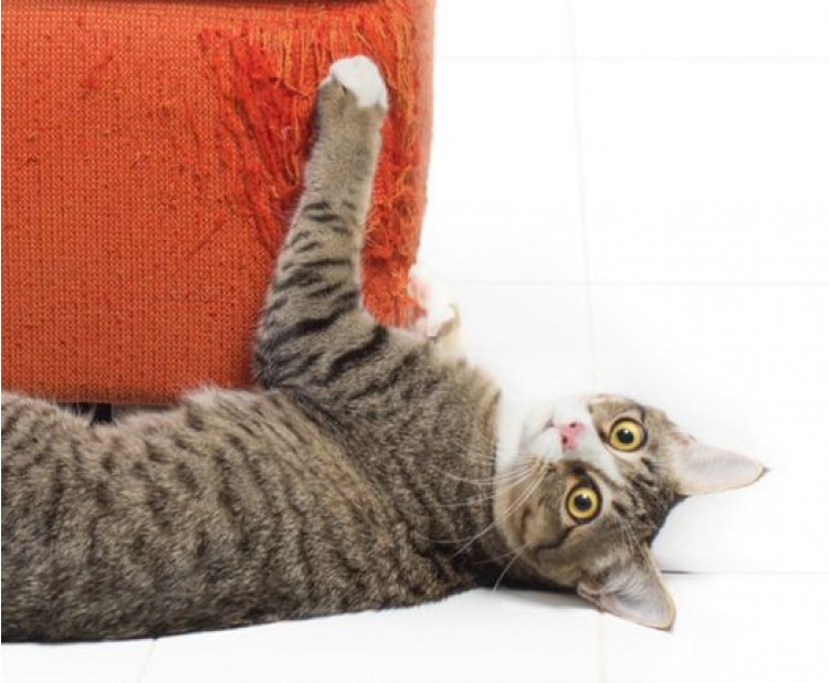 Jak zabránit kočce škrábat nábytek