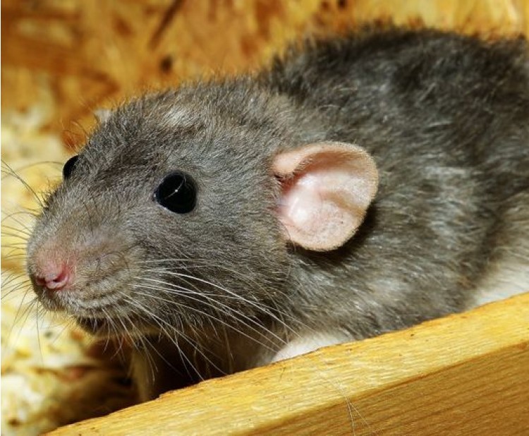 Karanténa – první krok pro každého nového příchozího potkana
