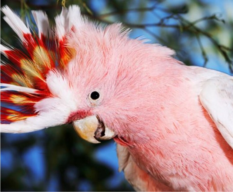 Růžový fešák - kakadu inka