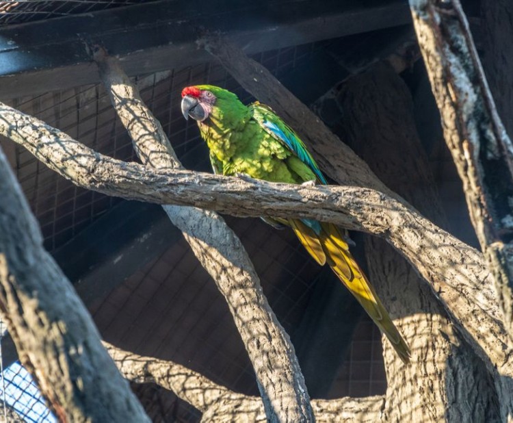 Jak zvládnout „tropy“ s papoušky