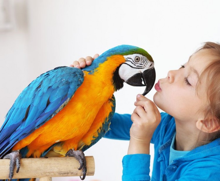 Jak s námi papoušci komunikují? 2. část