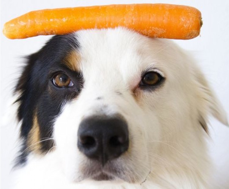 Můj pes jí mrkev - stává se z něj vegetarián?