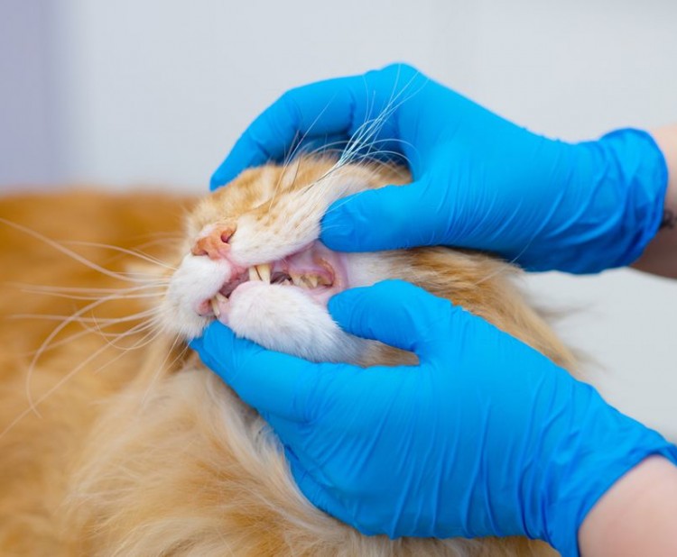 Zánět dásní a dutiny ústní u koček