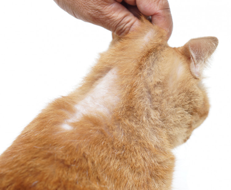 Plísňová onemocnění kůže u koček
