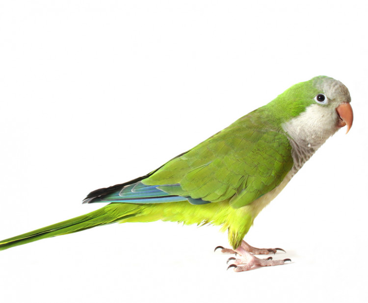 Hravý kamarád papoušek mniší