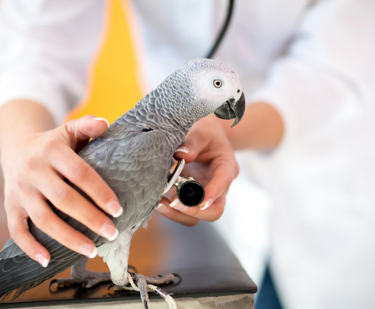 Kdy s papouškem na veterinu a jak návštěva probíhá