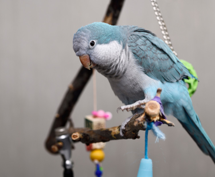 Může se s věkem měnit chování papouška?