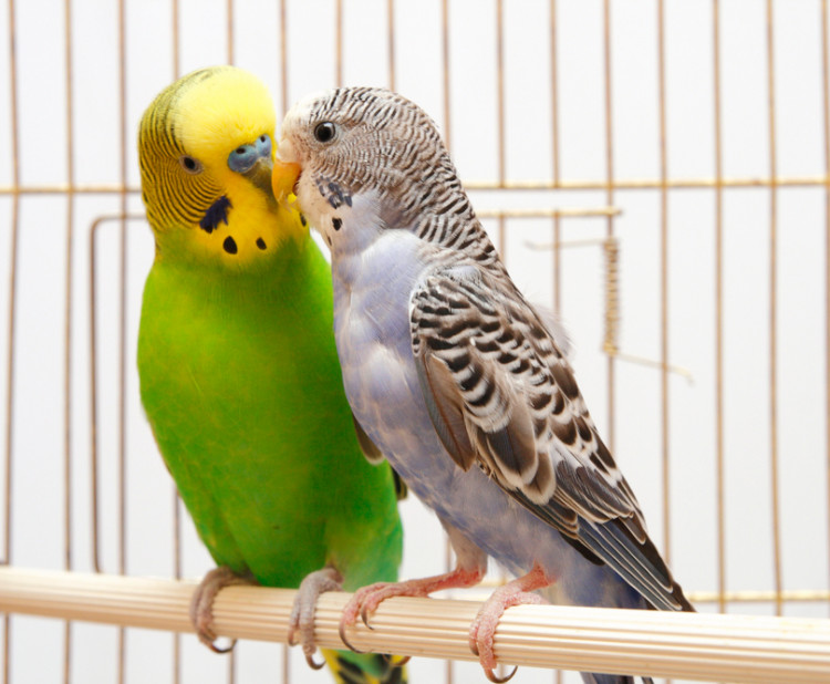 Ptačí seznamka: pořízení druhého papouška