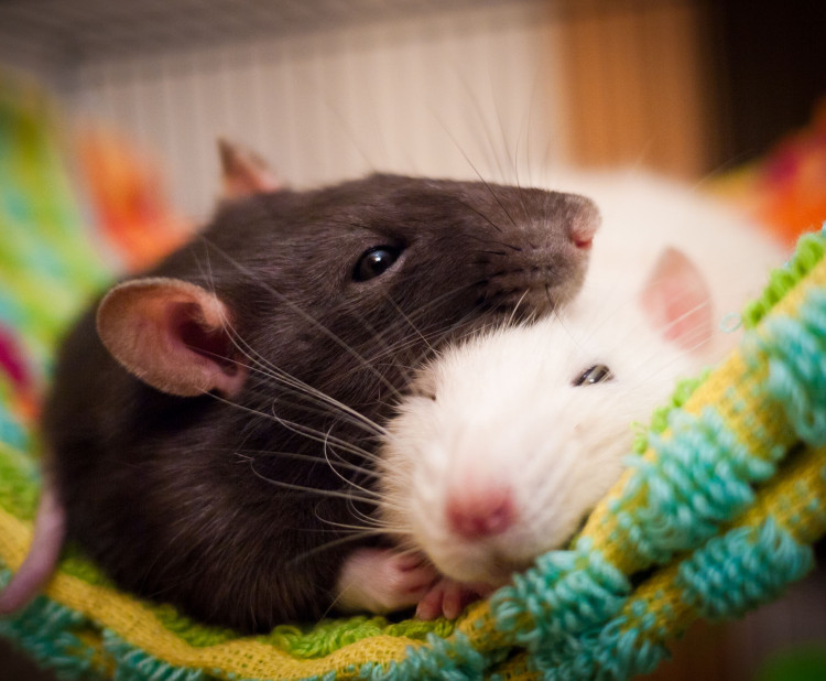 Jak začít s chovem potkanů?