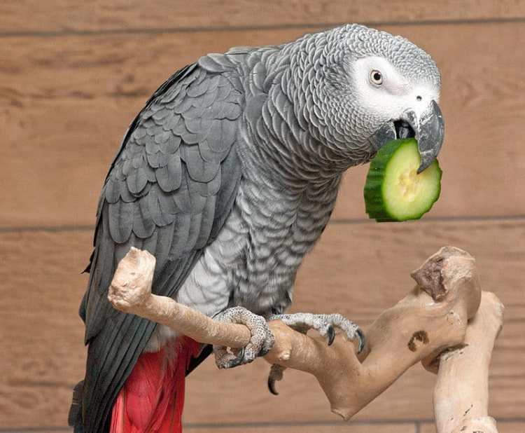 Papoušek šedý-žako