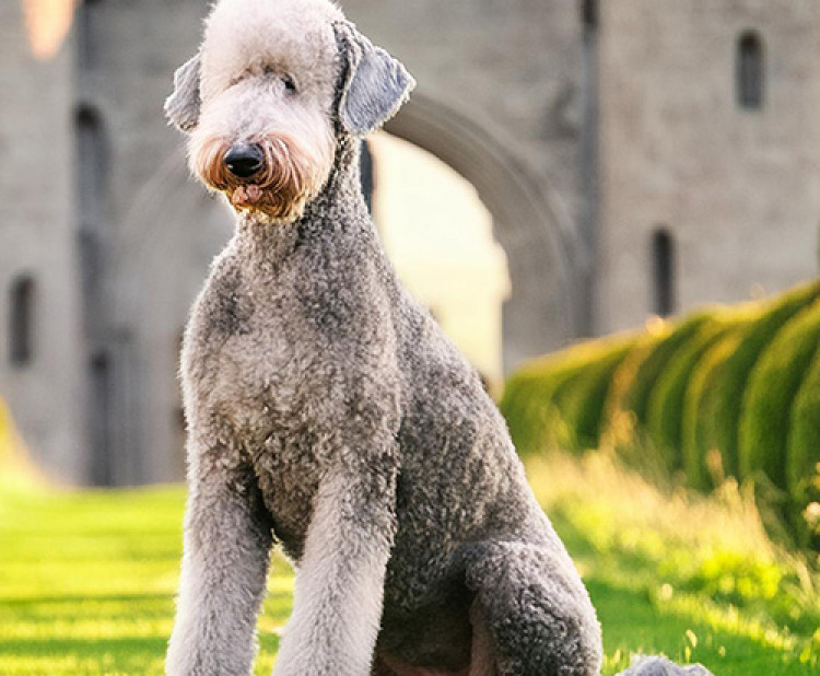 BEDLINGTON TERIÉR