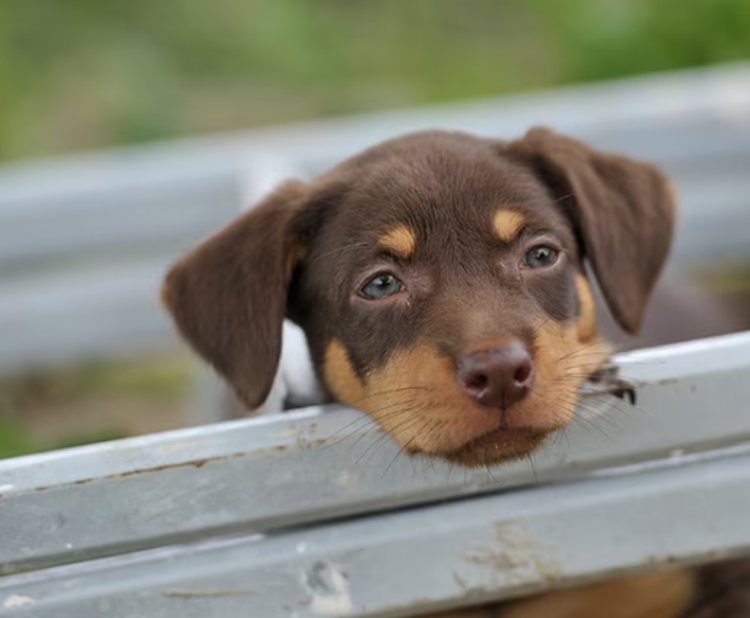 Australská Kelpie