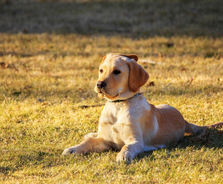 RALLY OBEDIENCE