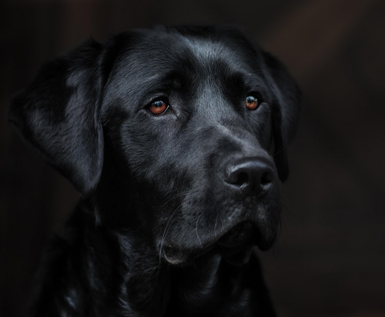 Labrador retrívr – přátelský společník rodin i profesionálů