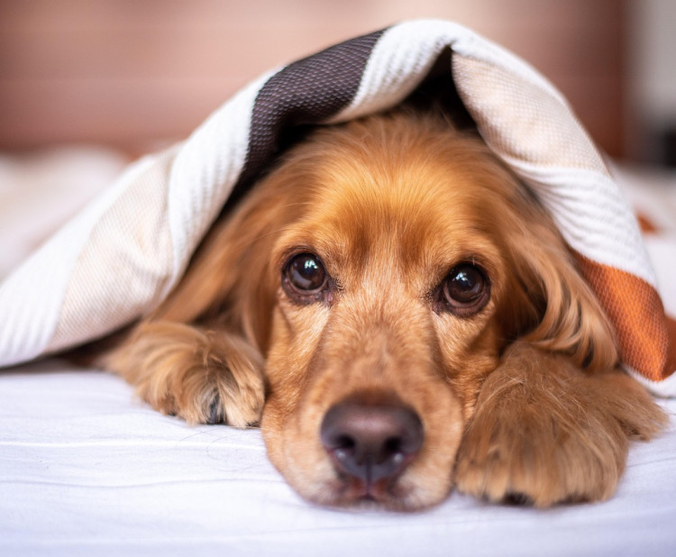 Psincový kašel (kennel cough)