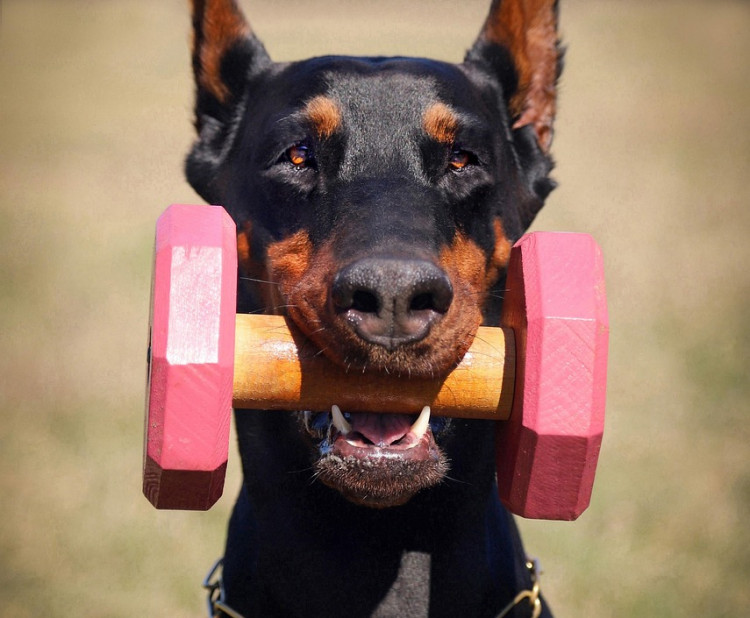 Doberman – elegantní a oddaný společník