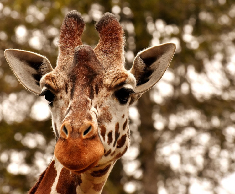 Žirafa – nejvyšší savec světa a mistr evoluční přizpůsobivosti