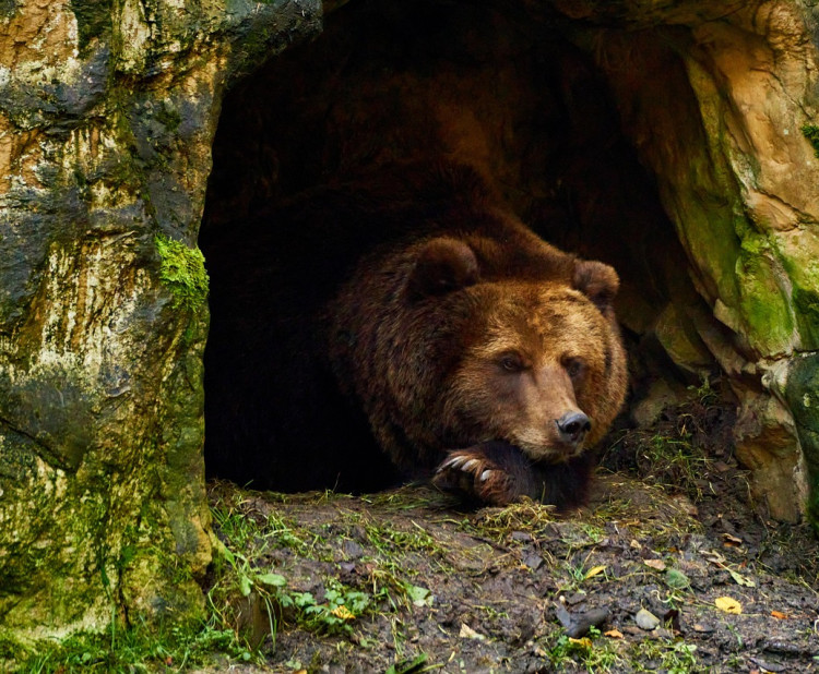 Jak zvířata hibernují