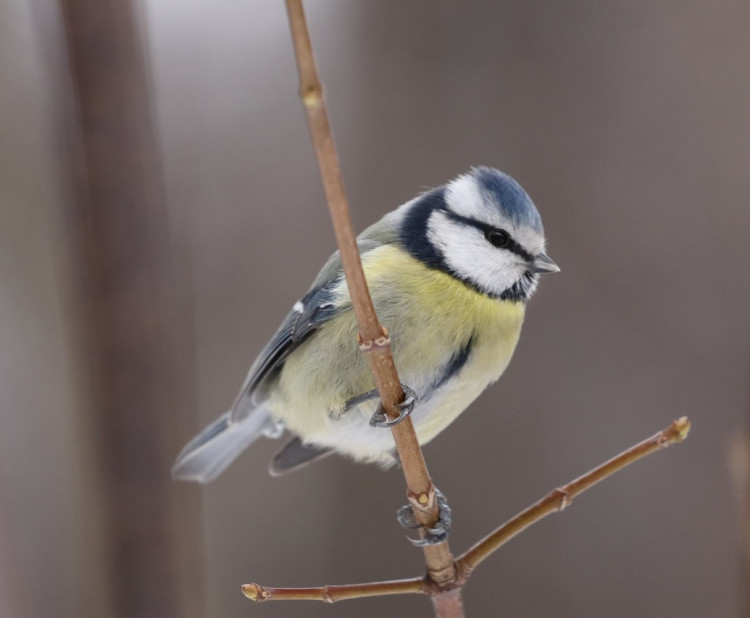 Ptáci v zimním období