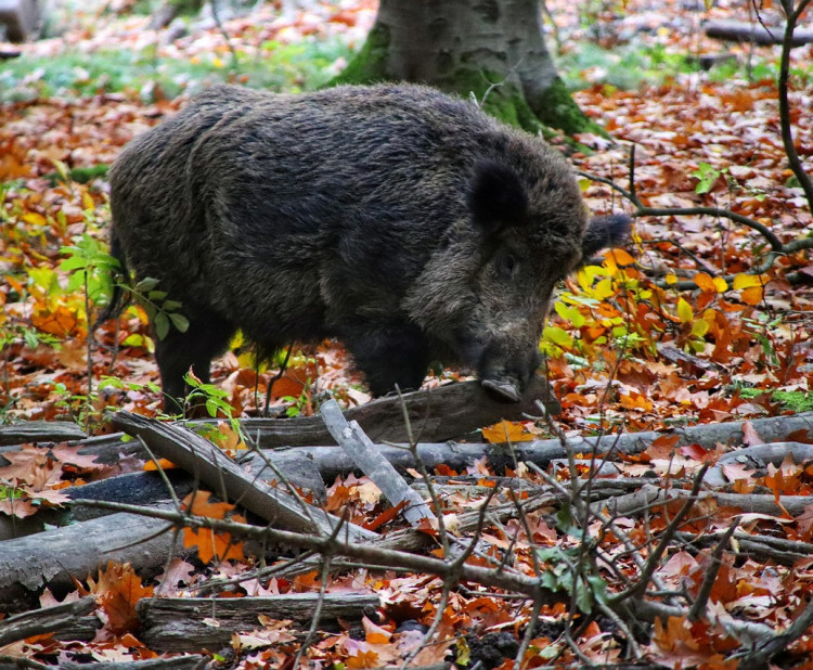 Zvířata v přírodě a jejich význam