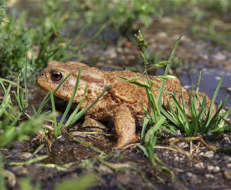 Ropucha – fascinující obojživelník s tajemným životem