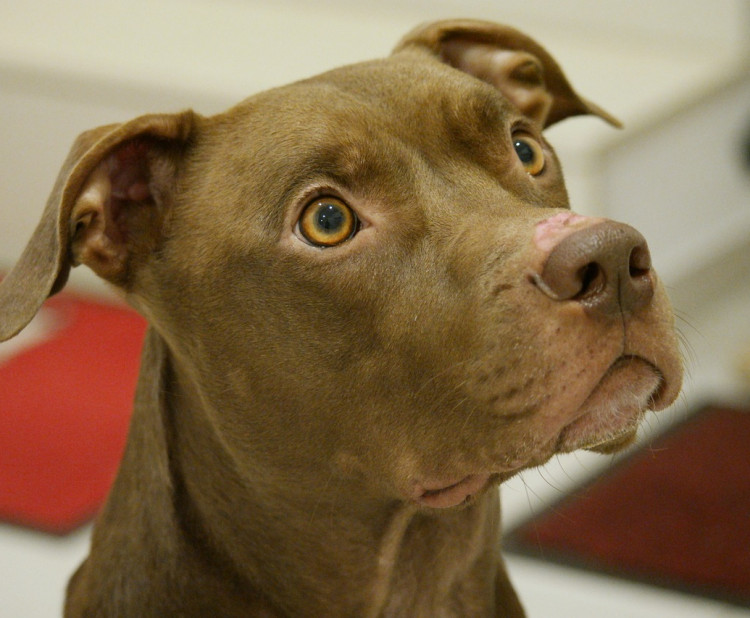 Pitbull: Pes s nesprávnou pověstí