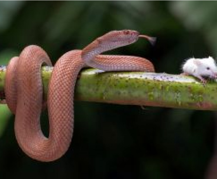 Plazi jako domácí mazlíčci – průvodce pro začátečníky i zkušené chovat