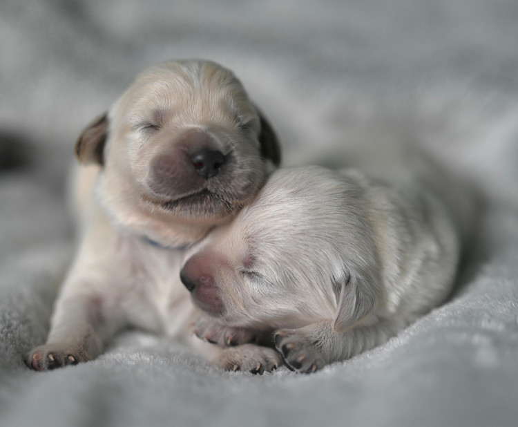 Chovné stanice a jejich role v chovu zvířat