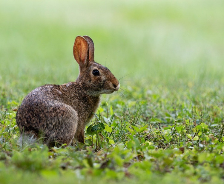 Jaro jako začátek nového života