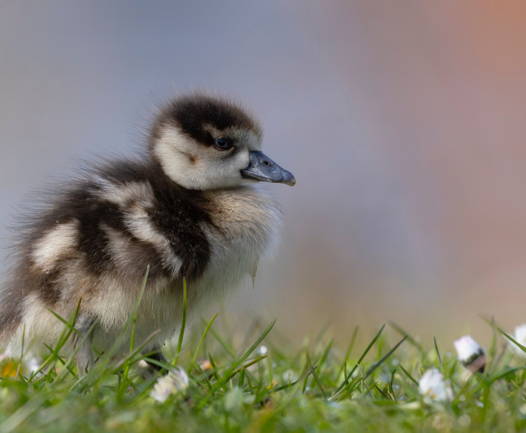 Jak zvířata poznají, že přišlo jaro?