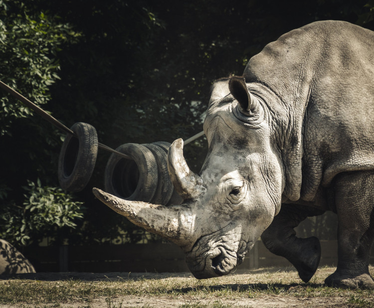 Nosorožec – ohrožený obr africké a asijské přírody