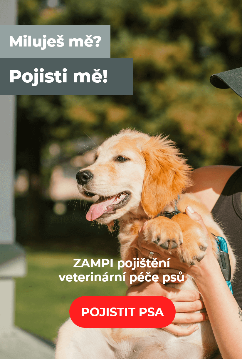 Pojištění